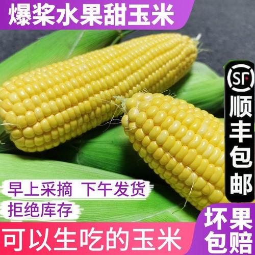00/噸自家農(nóng)戶種植白糯玉米粒,長期大量供應(yīng)!