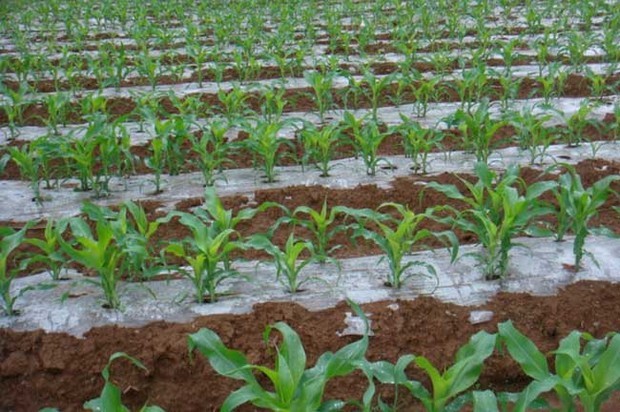 玉米種植技術(shù)